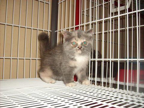 Kitten Persia Exotic