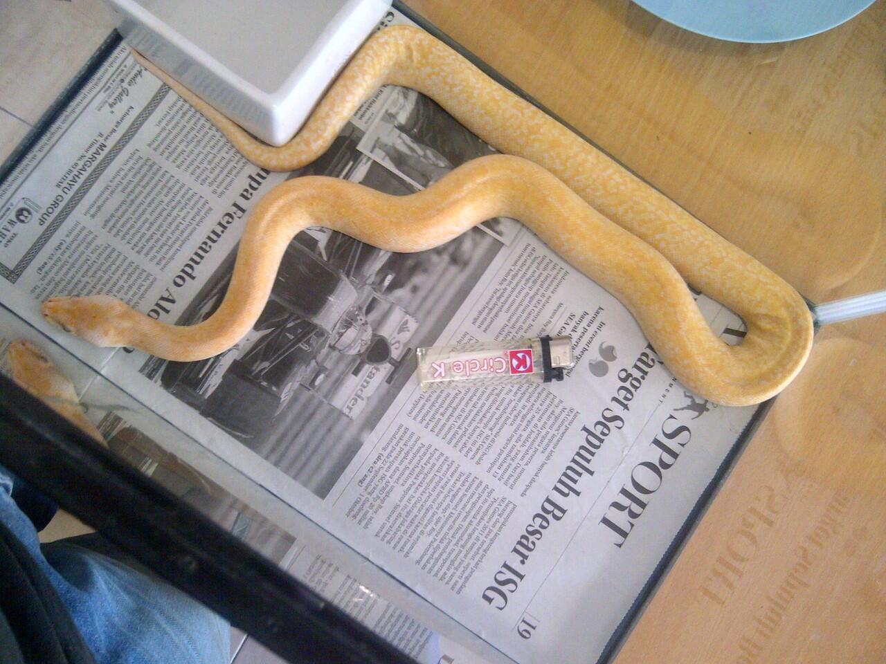 jual granit albino burmese pilihan