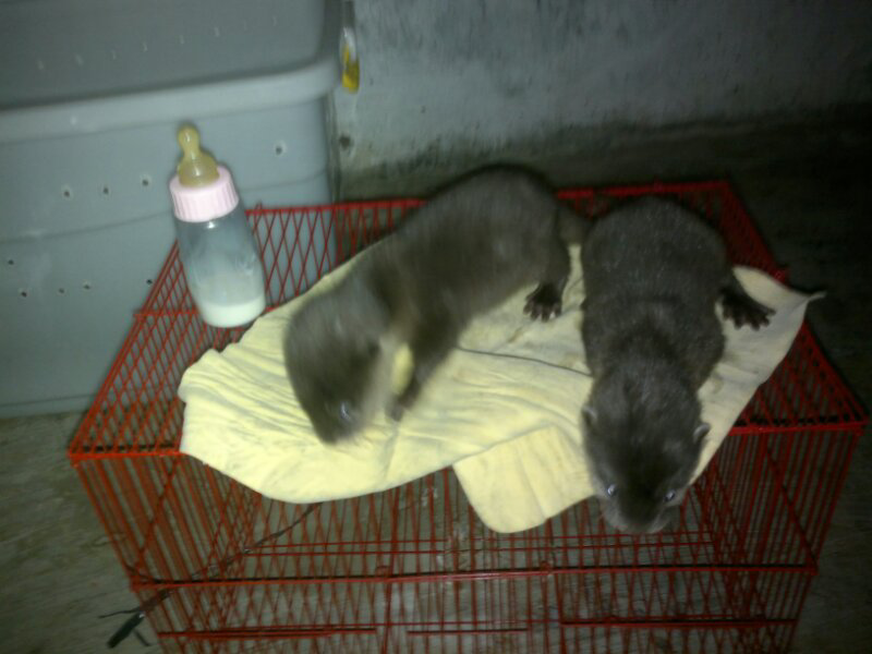 MUSANG OTTER siph ada SEPASANG
