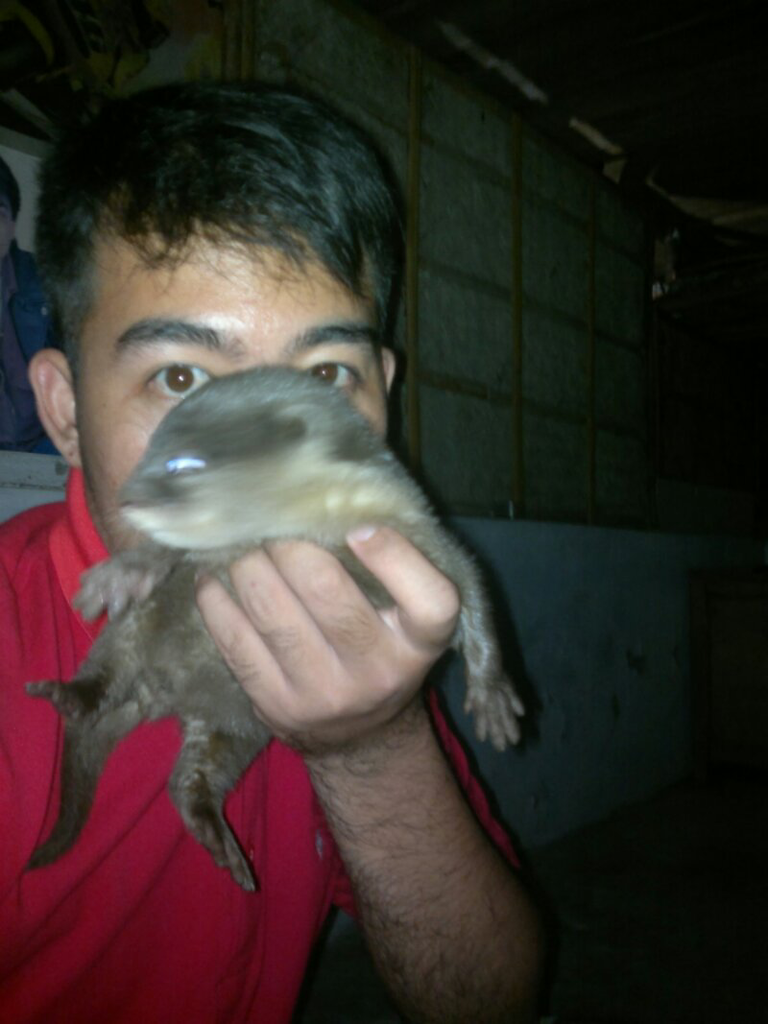 MUSANG OTTER siph ada SEPASANG