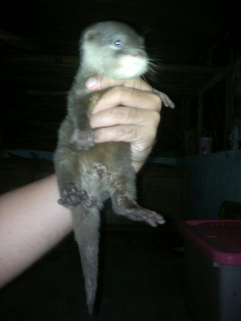 MUSANG OTTER siph ada SEPASANG