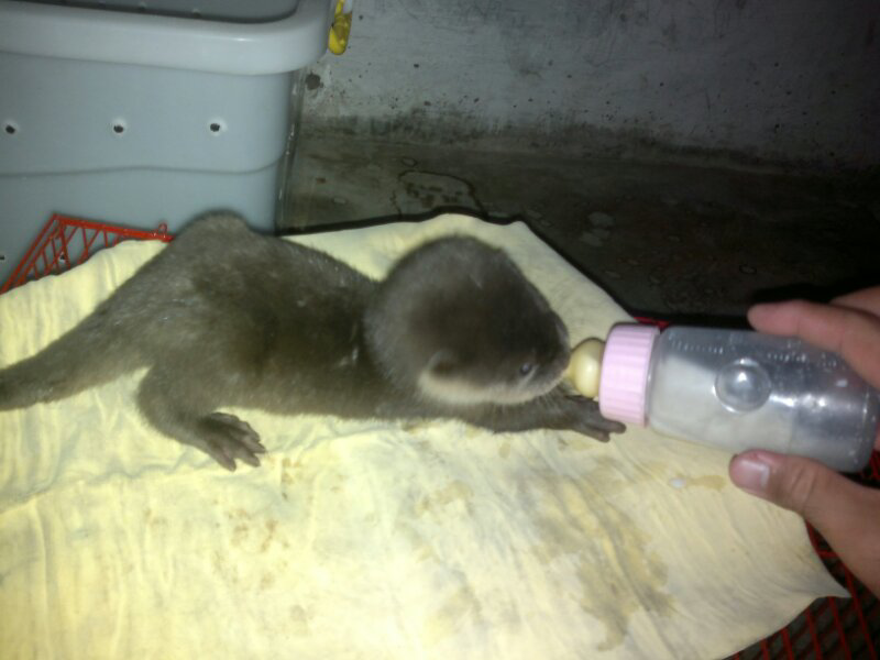 MUSANG OTTER siph ada SEPASANG