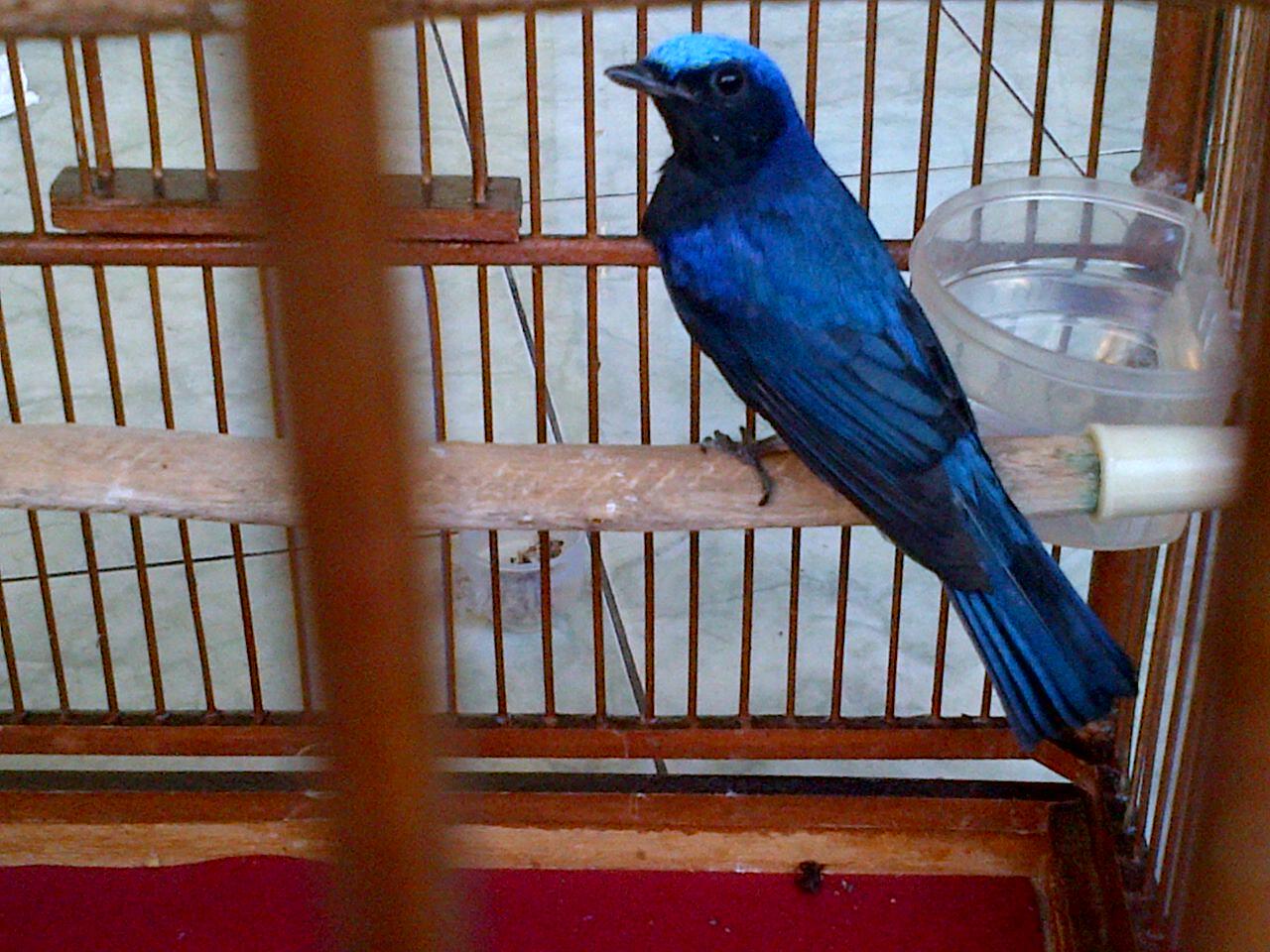 Burung Tledekan Laut, cepatt sikaatt gan