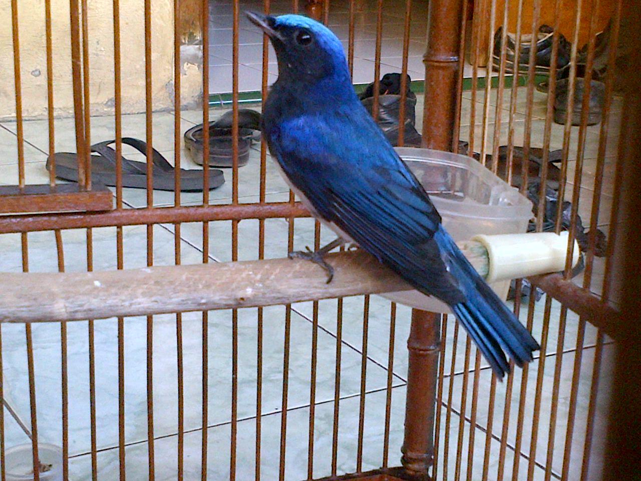 Burung Tledekan Laut, cepatt sikaatt gan