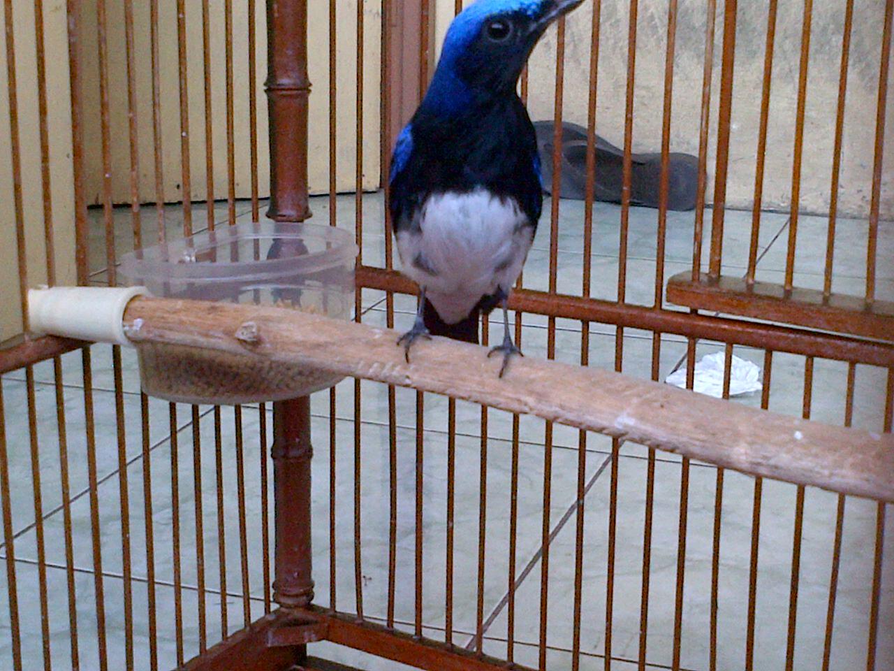 Burung Tledekan Laut, cepatt sikaatt gan