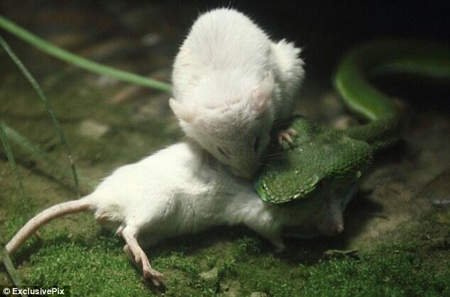 Tragis Dan Menyedihkan, Seekor Tikus Putih Dalam Upayanya Menyelamatkan Temanya (foto