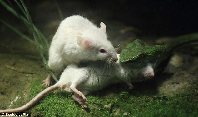 Tragis Dan Menyedihkan, Seekor Tikus Putih Dalam Upayanya Menyelamatkan Temanya (foto