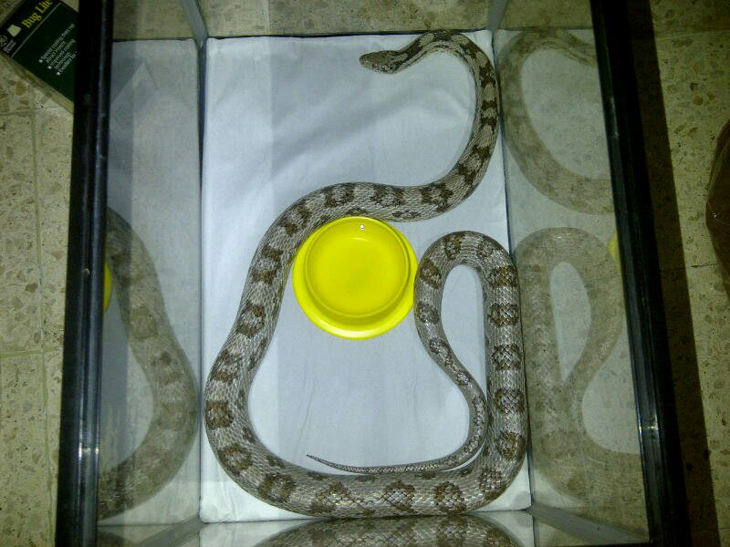 cornsnake male aneka morph ,kingsnake, milksnake dan ball python male normal