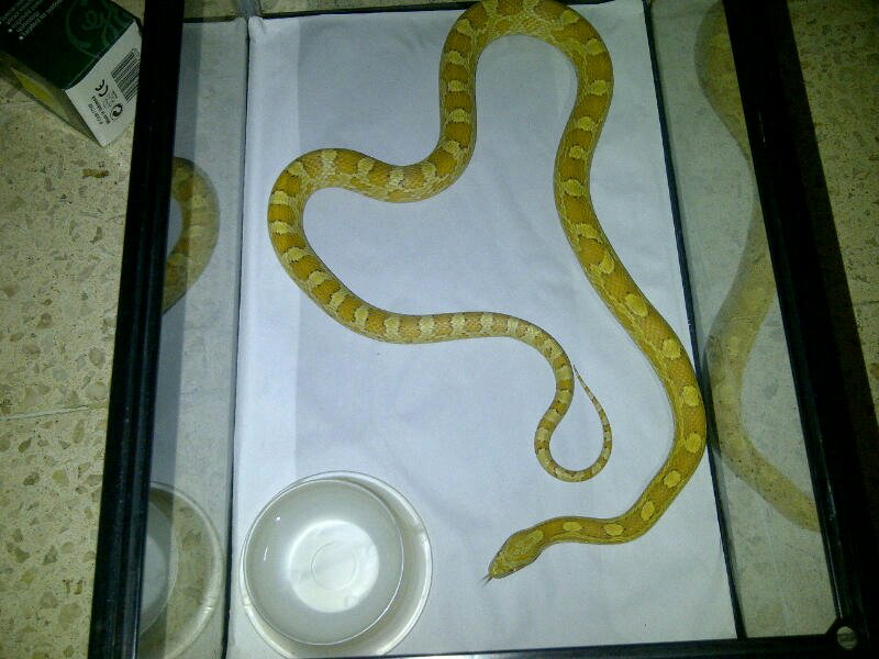 cornsnake male aneka morph ,kingsnake, milksnake dan ball python male normal