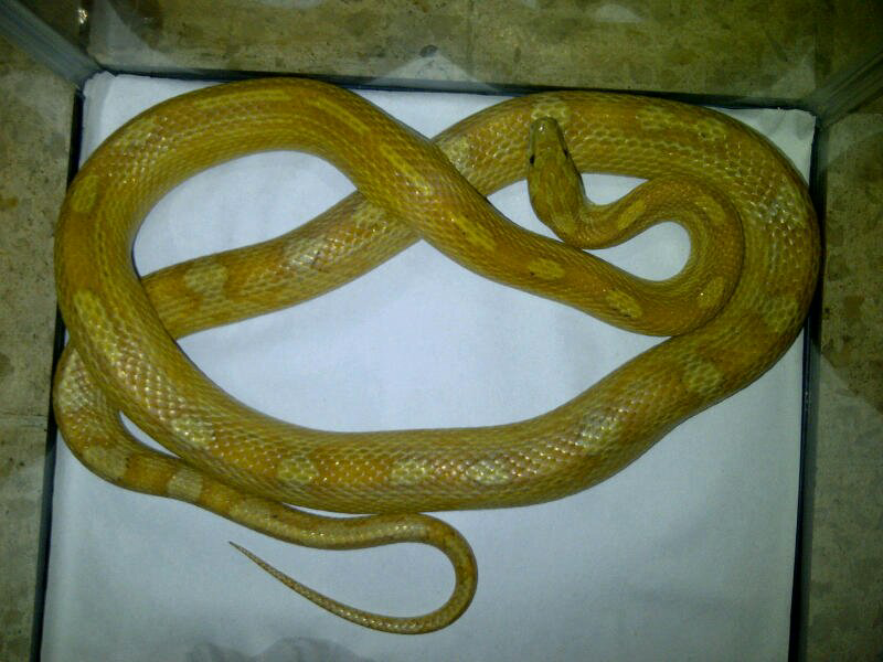 cornsnake male aneka morph ,kingsnake, milksnake dan ball python male normal