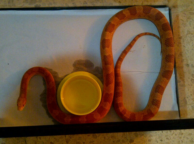 cornsnake male aneka morph ,kingsnake, milksnake dan ball python male normal