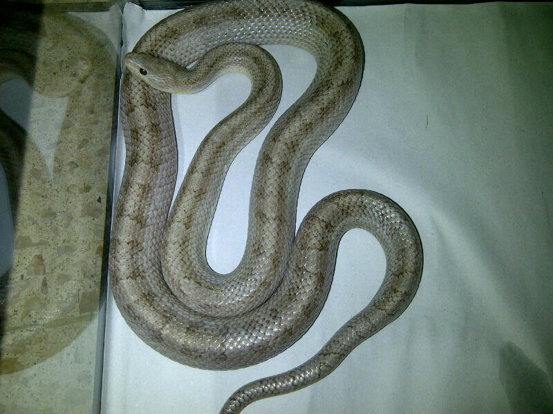 cornsnake male aneka morph ,kingsnake, milksnake dan ball python male normal
