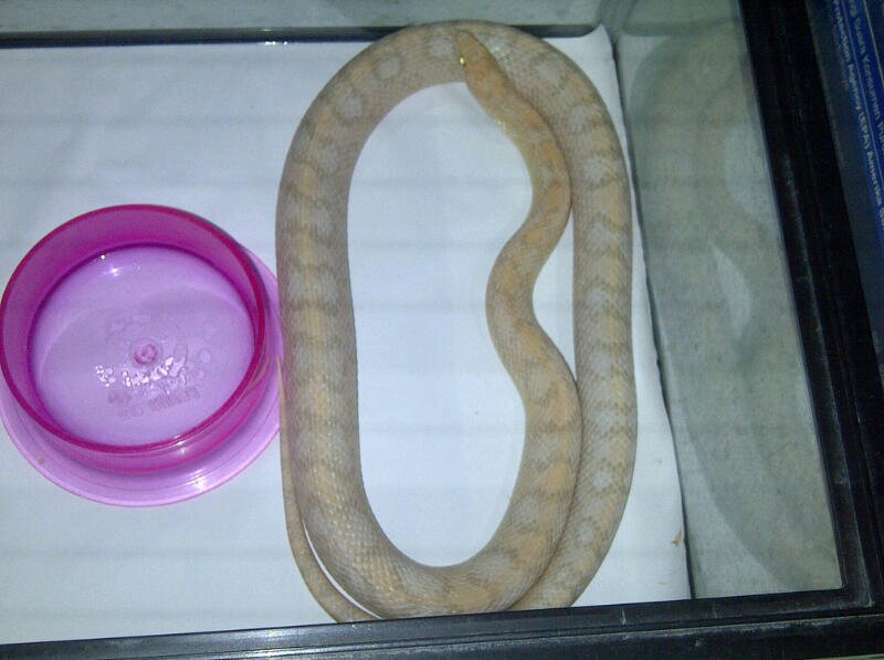 cornsnake male aneka morph ,kingsnake, milksnake dan ball python male normal