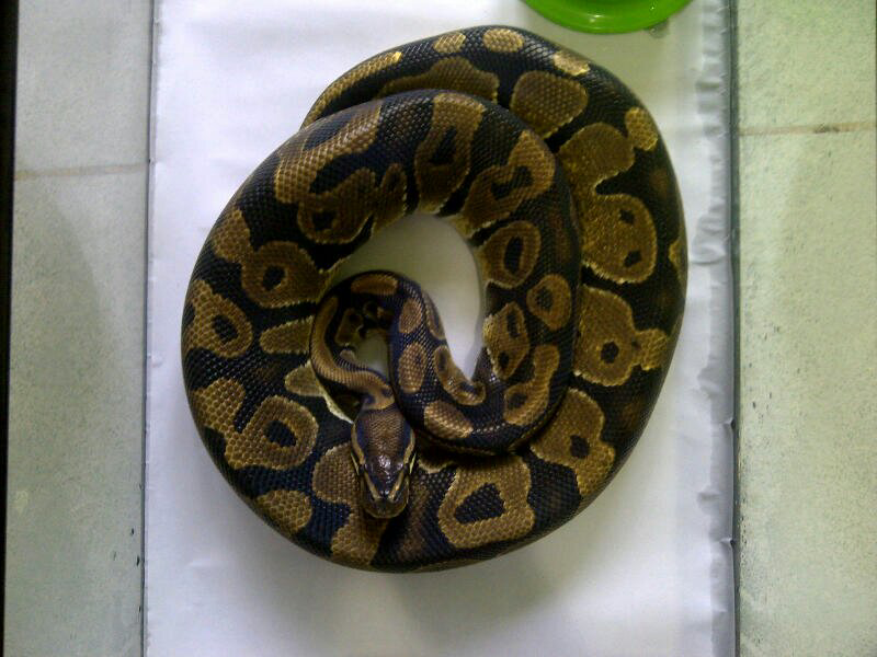 cornsnake male aneka morph ,kingsnake, milksnake dan ball python male normal
