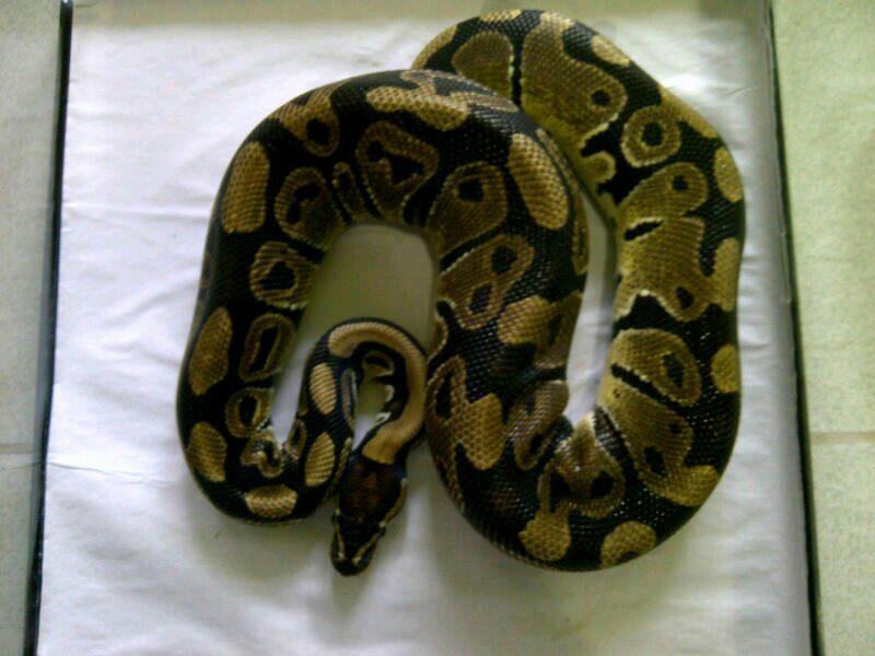 cornsnake male aneka morph ,kingsnake, milksnake dan ball python male normal