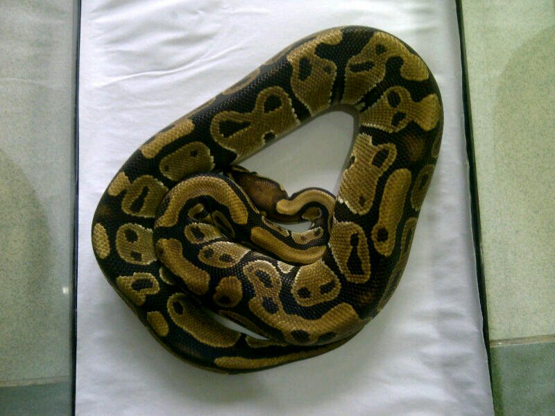 cornsnake male aneka morph ,kingsnake, milksnake dan ball python male normal
