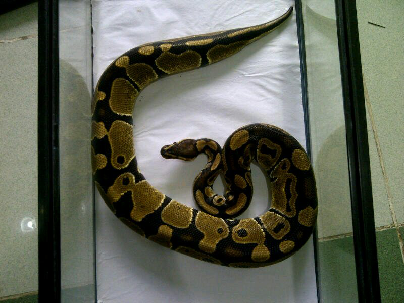 cornsnake male aneka morph ,kingsnake, milksnake dan ball python male normal