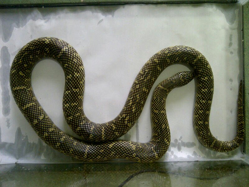 cornsnake male aneka morph ,kingsnake, milksnake dan ball python male normal