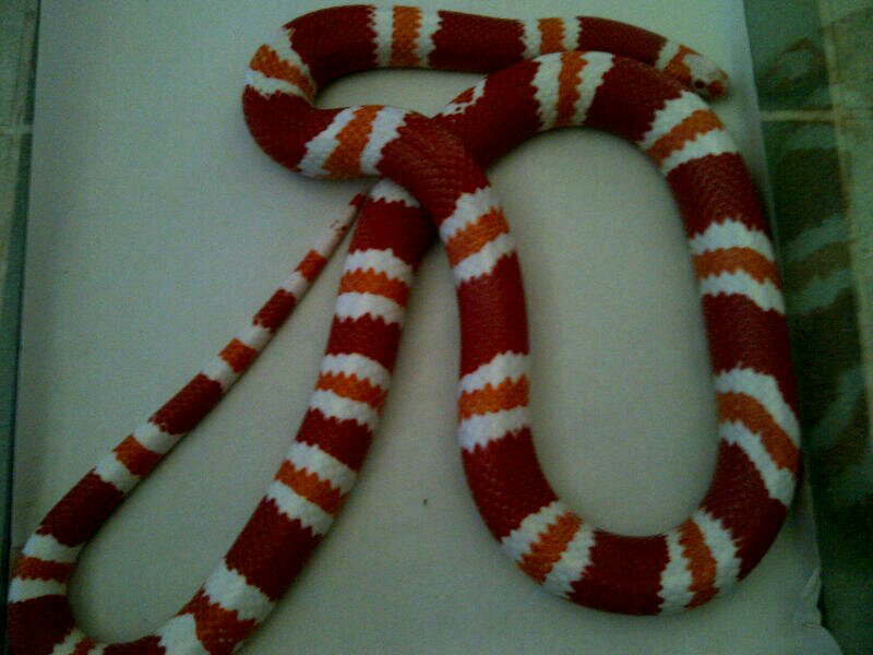 cornsnake male aneka morph ,kingsnake, milksnake dan ball python male normal