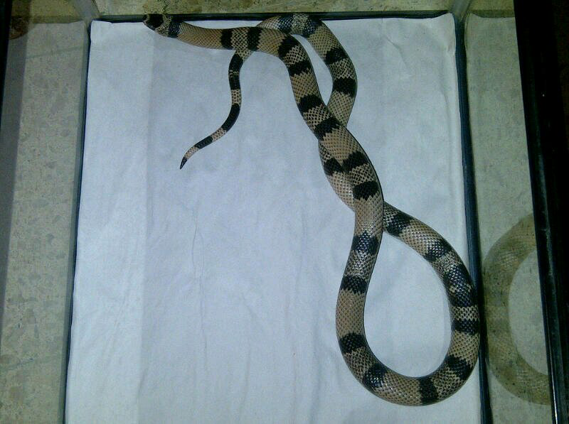 cornsnake male aneka morph ,kingsnake, milksnake dan ball python male normal