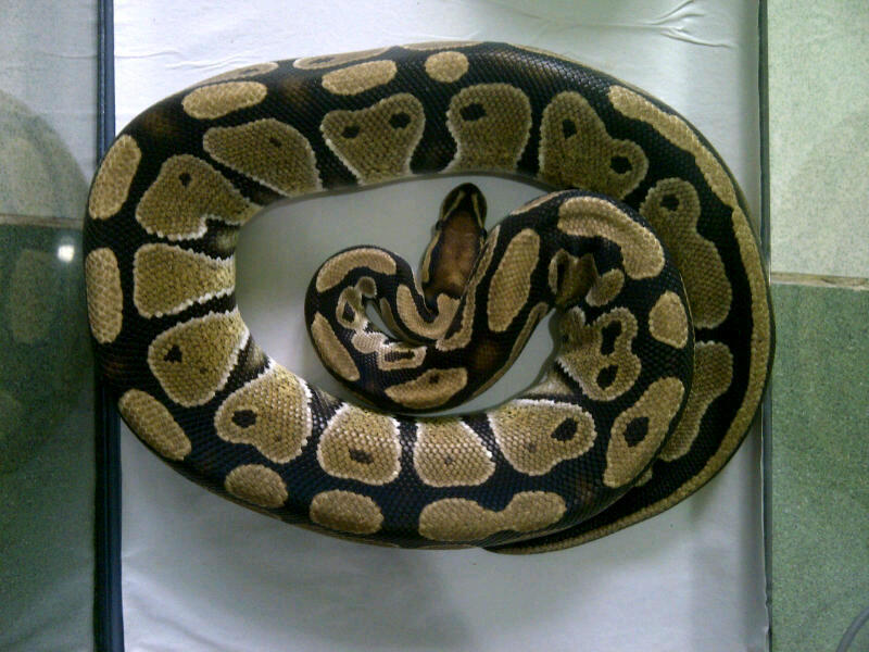 cornsnake male aneka morph ,kingsnake, milksnake dan ball python male normal