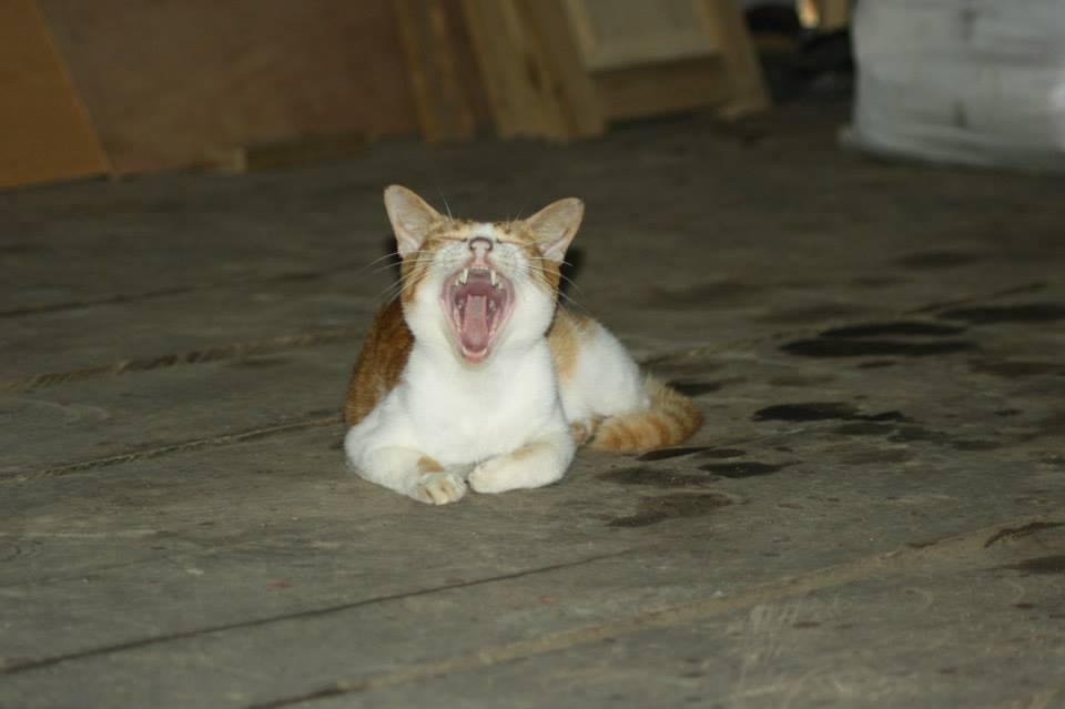 (PIC) Kucing kampung gak kalah dengan kucing impor (pecinta kucing masuk)