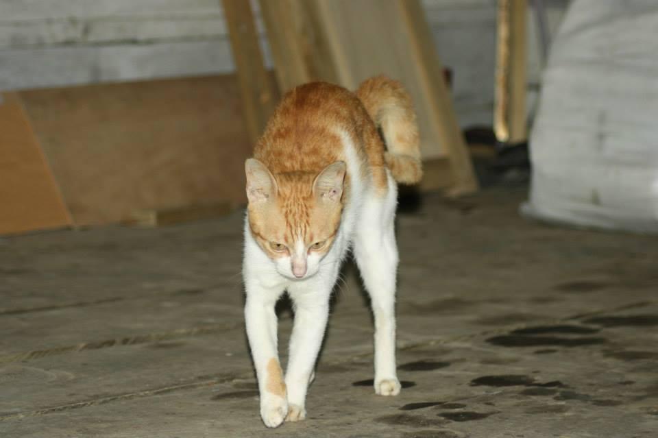 (PIC) Kucing kampung gak kalah dengan kucing impor (pecinta kucing masuk)