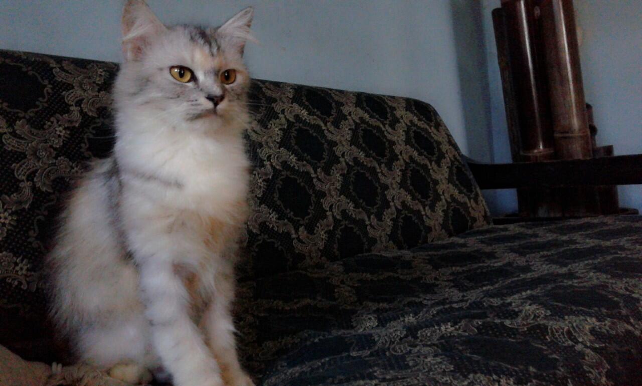 dijual kucing persia medium kitten, betina