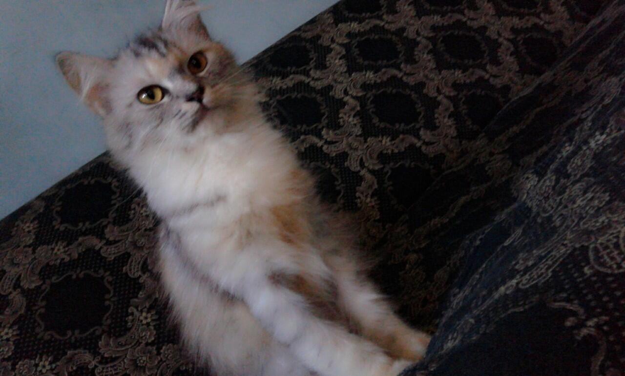 dijual kucing persia medium kitten, betina