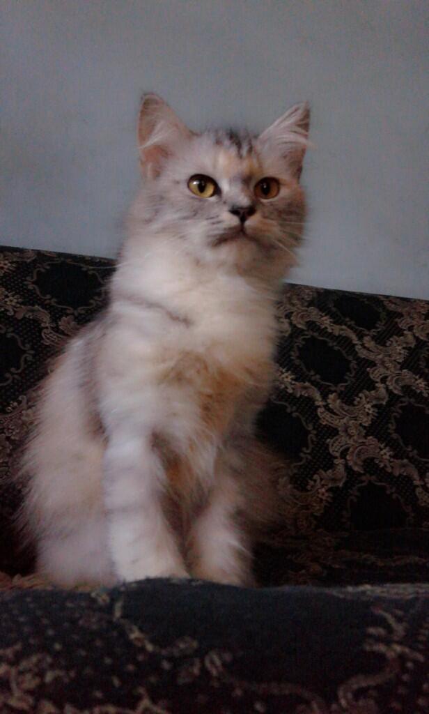 dijual kucing persia medium kitten, betina