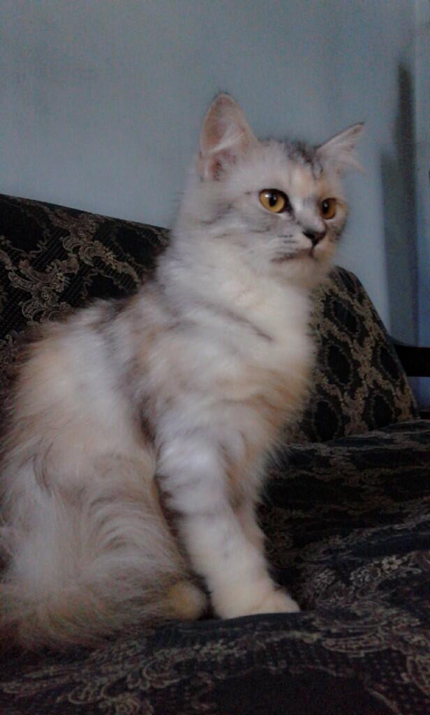 dijual kucing persia medium kitten, betina