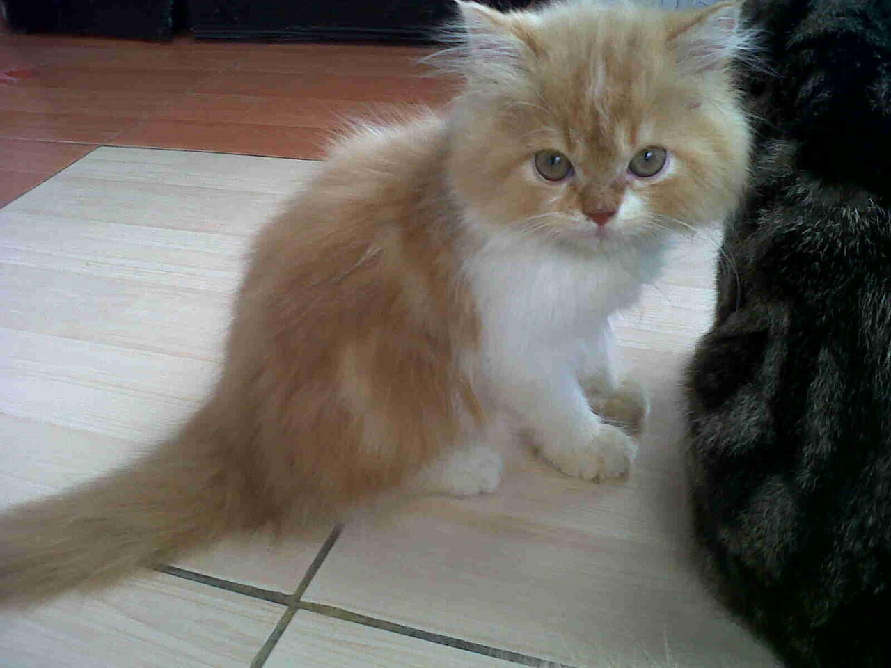 kucing persia kitten peliharaan rumah