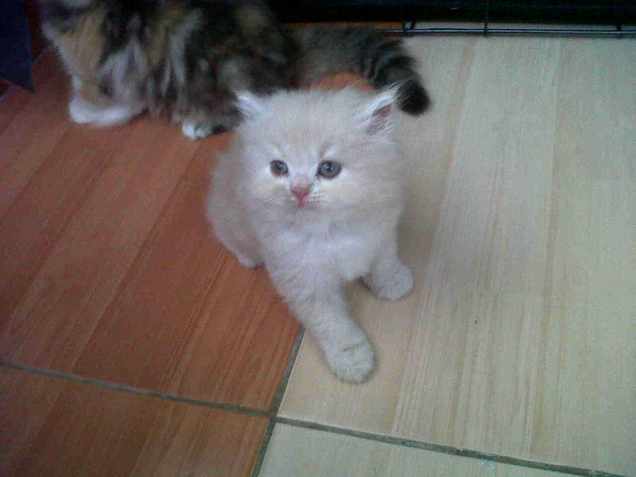 kucing persia kitten peliharaan rumah