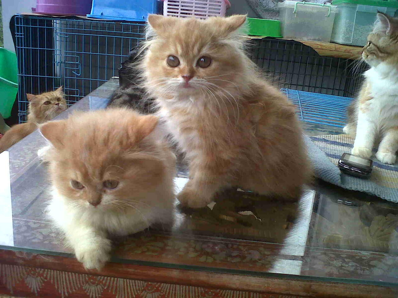kucing persia kitten peliharaan rumah