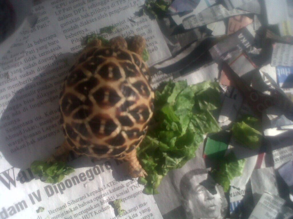 sulcata dan indian star semarang only COD