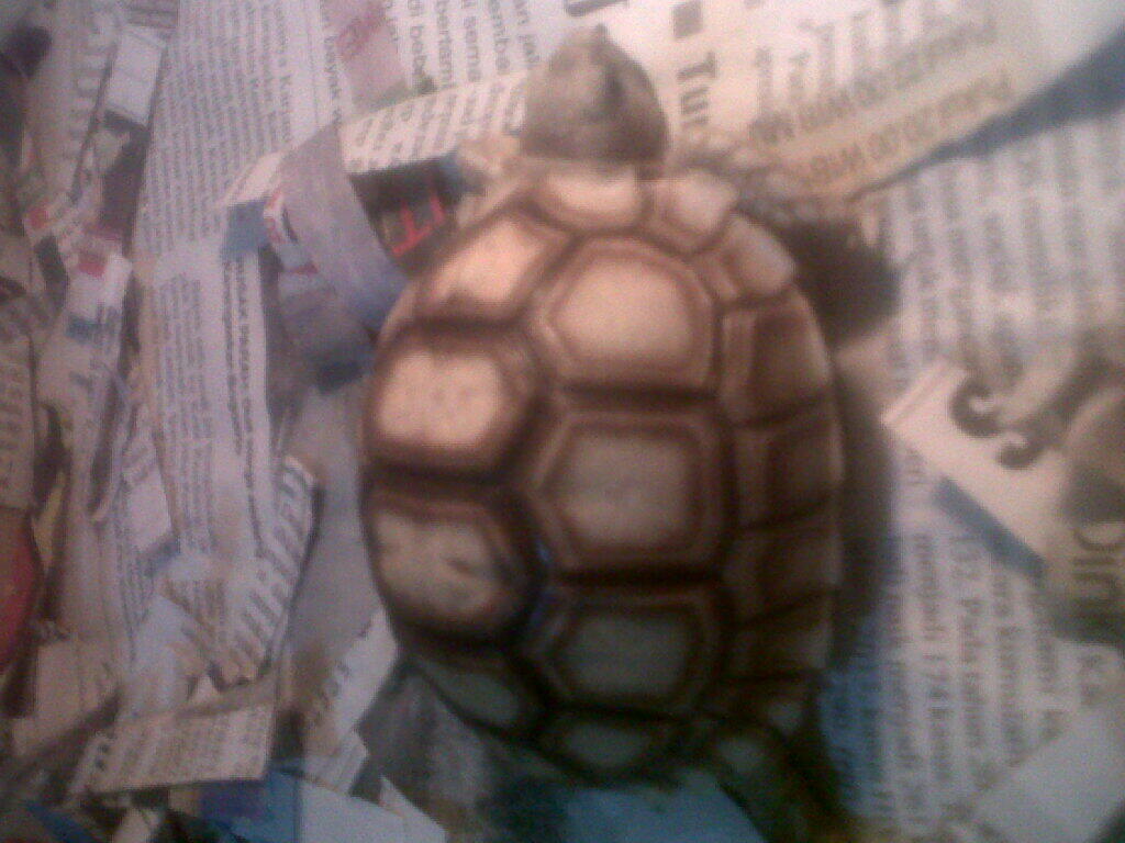 sulcata dan indian star semarang only COD
