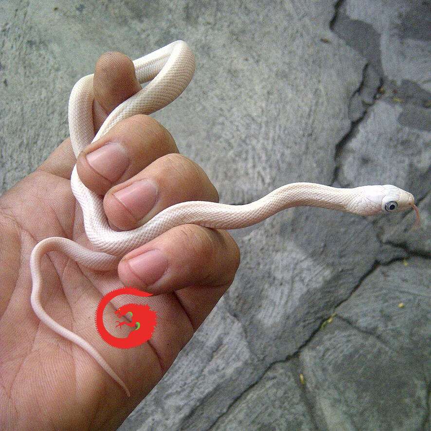 leucistic rat snake baby CB solo