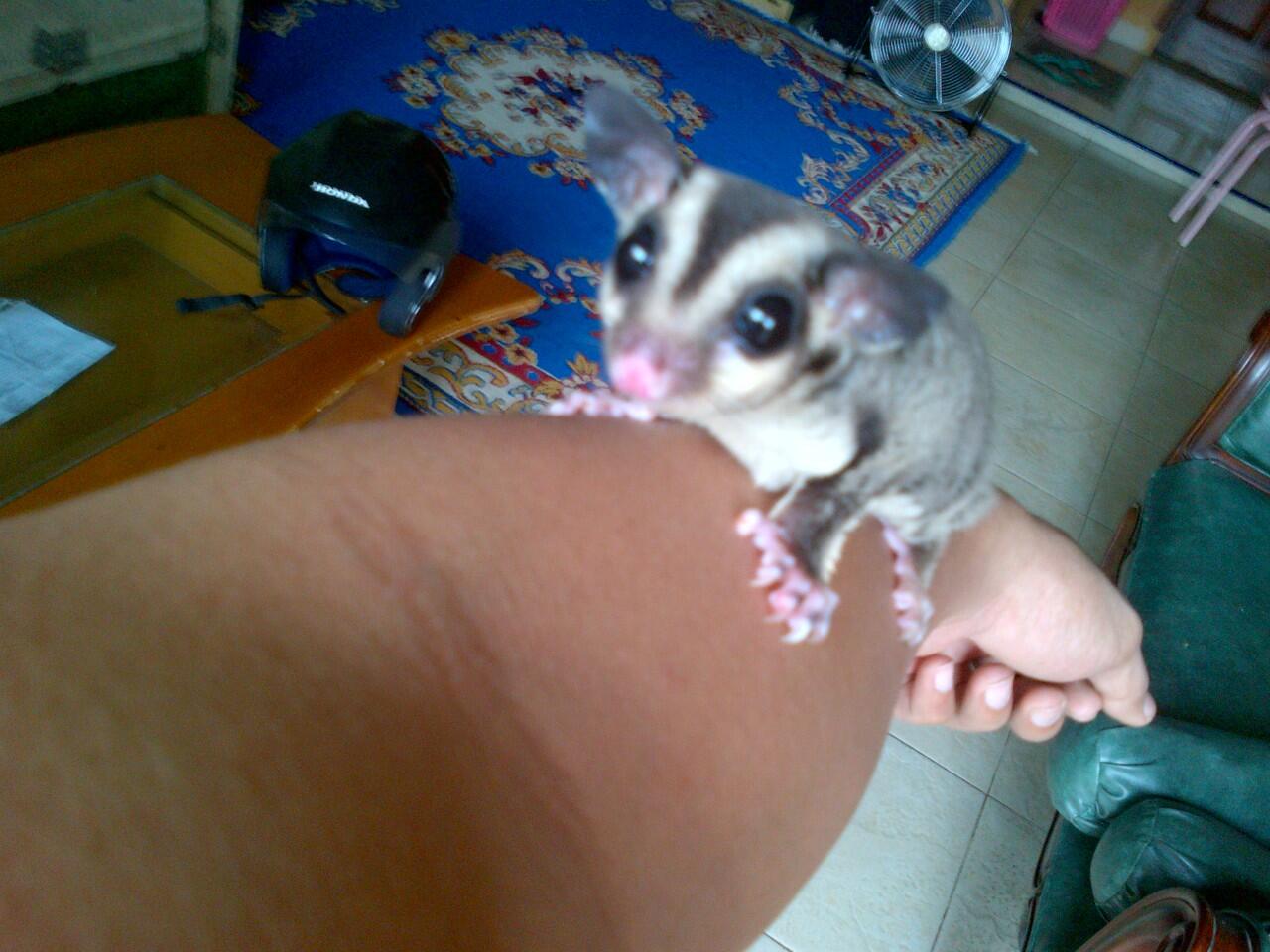 Sugar Glider Joey CB/Anakan SG Murah