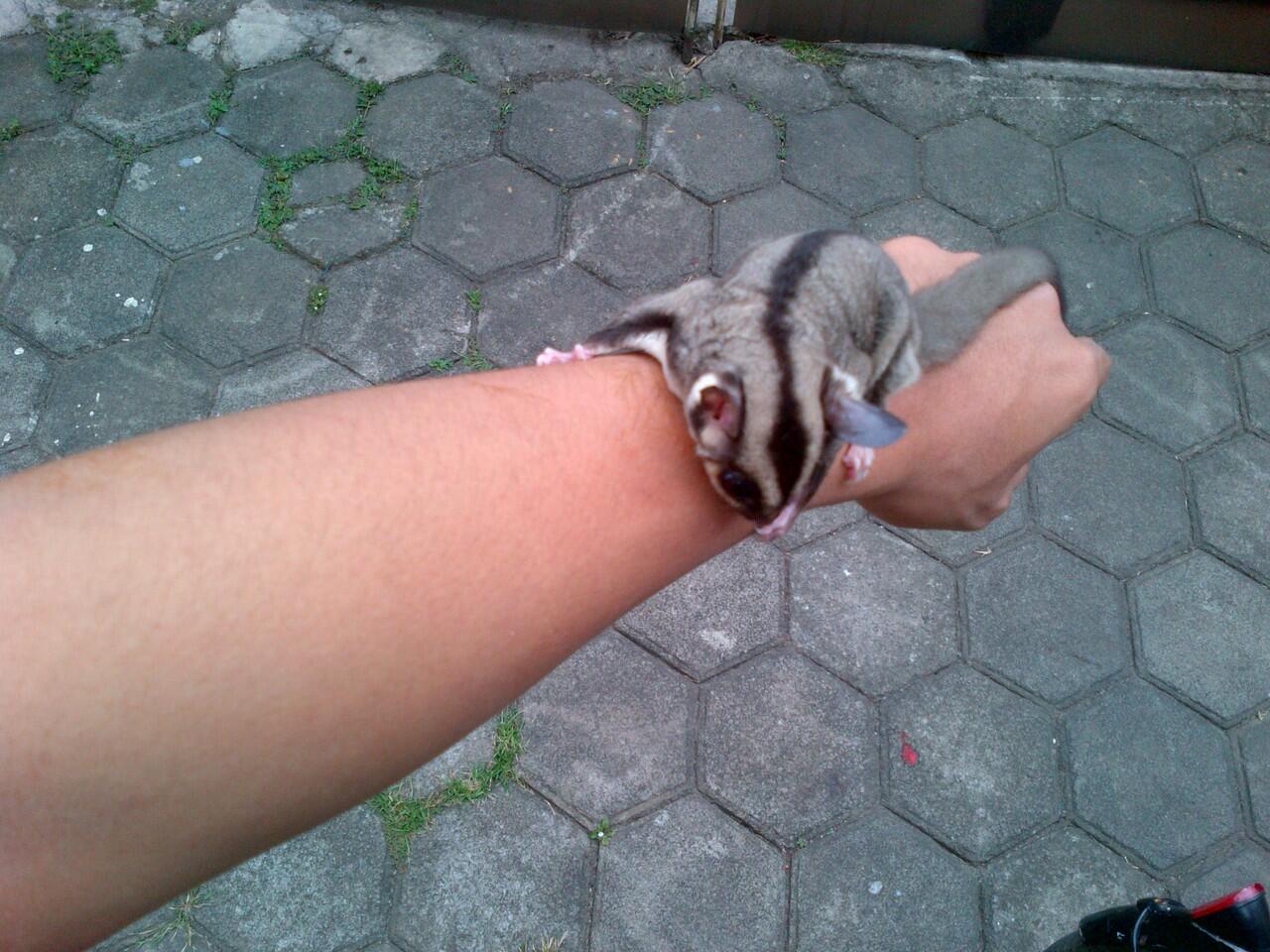 Sugar Glider Joey CB/Anakan SG Murah