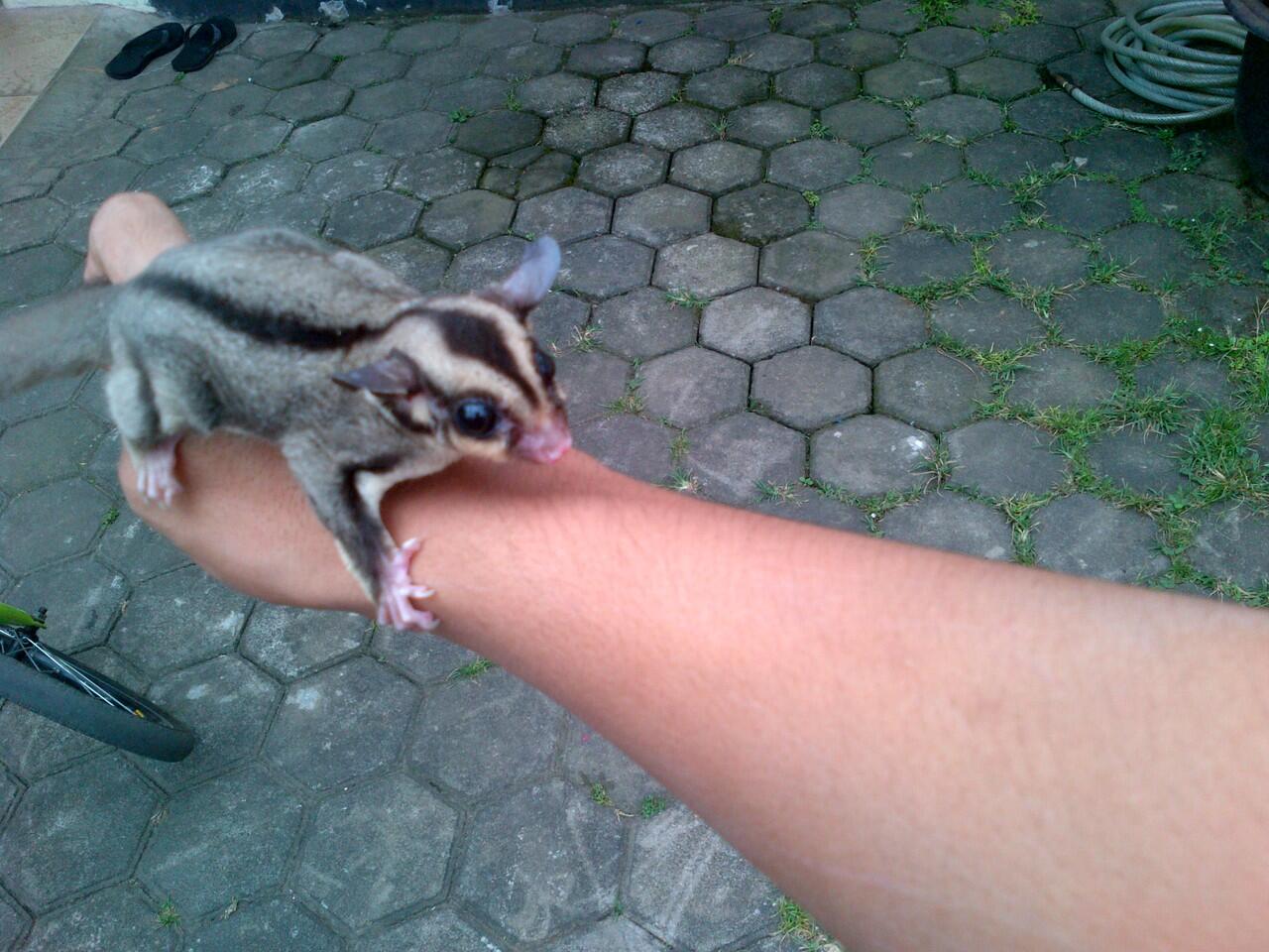 Sugar Glider Joey CB/Anakan SG Murah