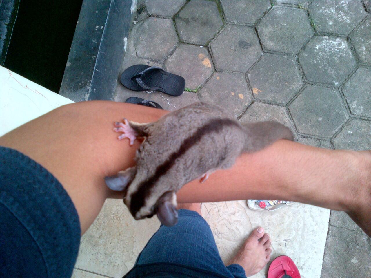 Sugar Glider Joey CB/Anakan SG Murah