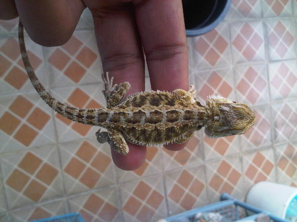 baby bearded dragon