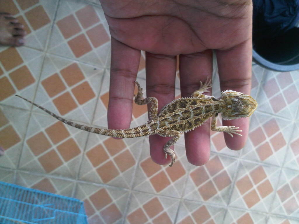 baby bearded dragon