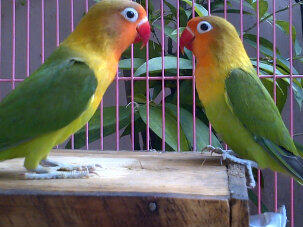 FOR SALE INDUKAN LOVEBIRD IJO MUMERRRRRR.....