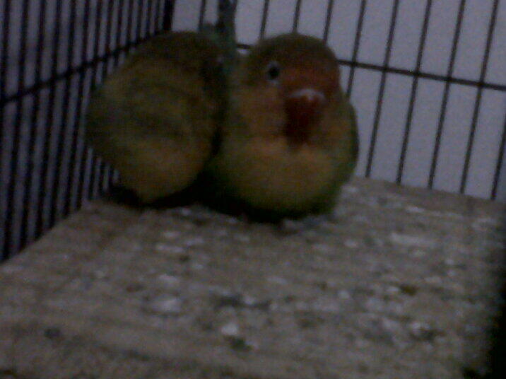 FOR SALE INDUKAN LOVEBIRD IJO MUMERRRRRR.....