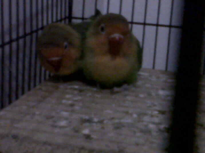 FOR SALE INDUKAN LOVEBIRD IJO MUMERRRRRR.....