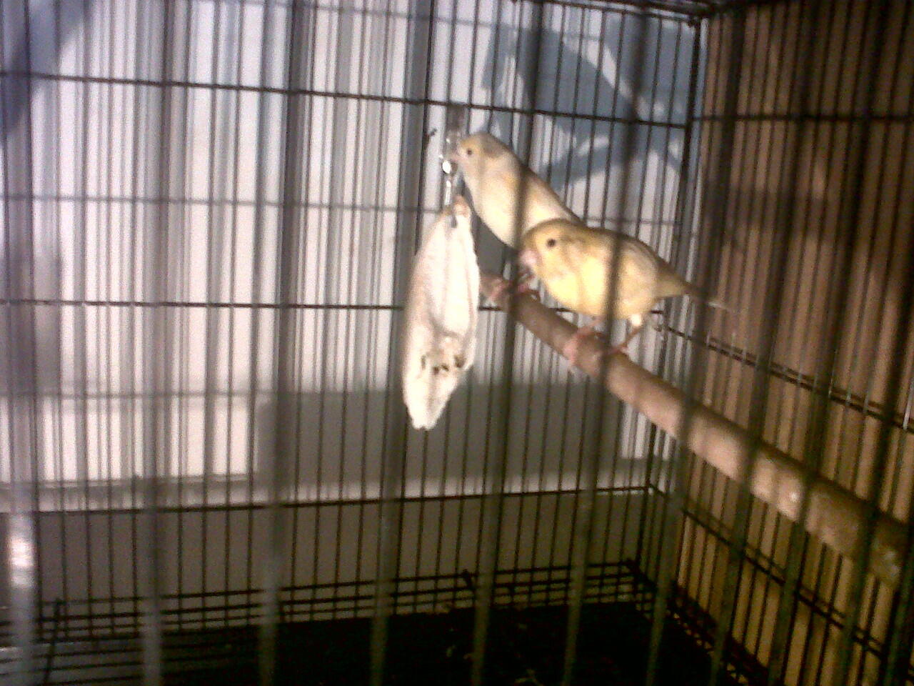FOR SALE INDUKAN KENARI AF PRODUKSI MUMERRRR...