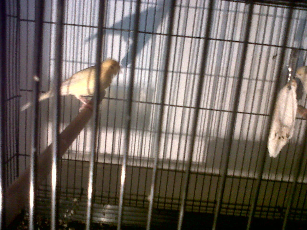 FOR SALE INDUKAN KENARI AF PRODUKSI MUMERRRR...