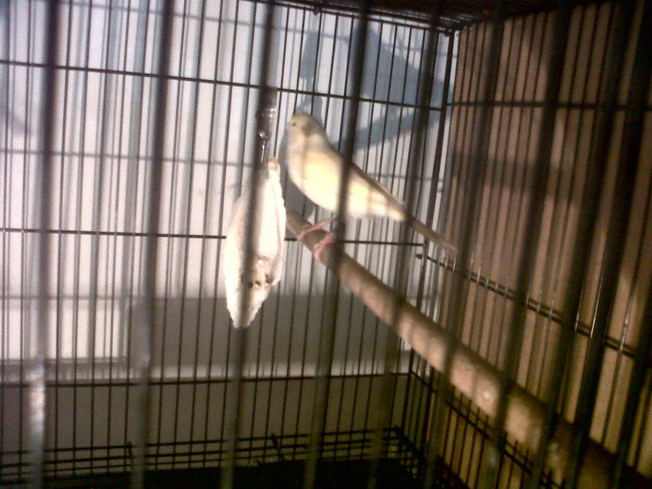 FOR SALE INDUKAN KENARI AF PRODUKSI MUMERRRR...