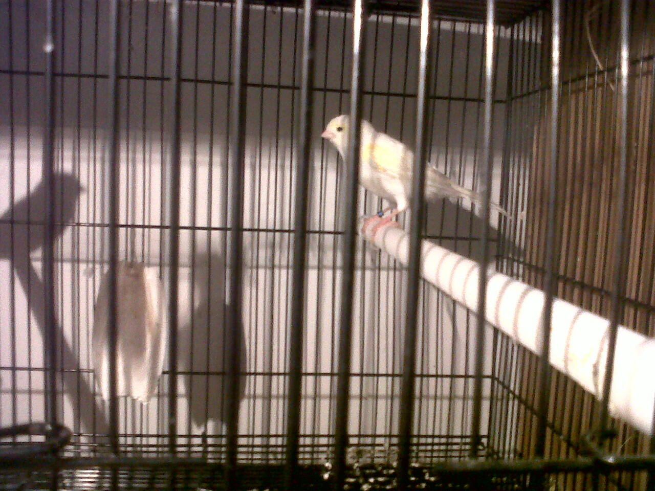 FOR SALE KENARI HOLLAND INDUKAN RING IMPORT Produksi JOSsssss